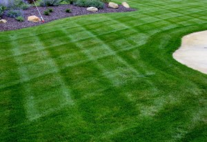 Lawn Mowing - cross cut style